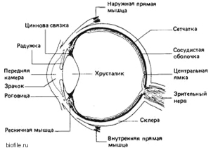 курсы рисования перспективы глаза