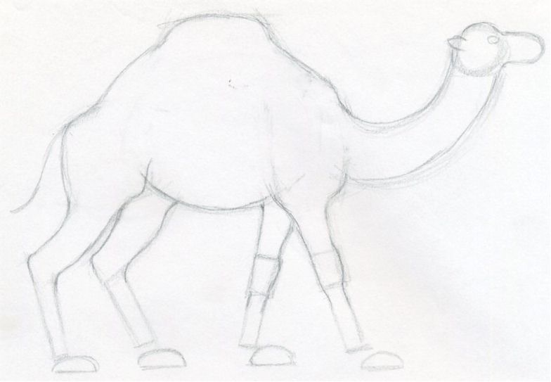 уроки-рисования-как-рисовать-верблюда
