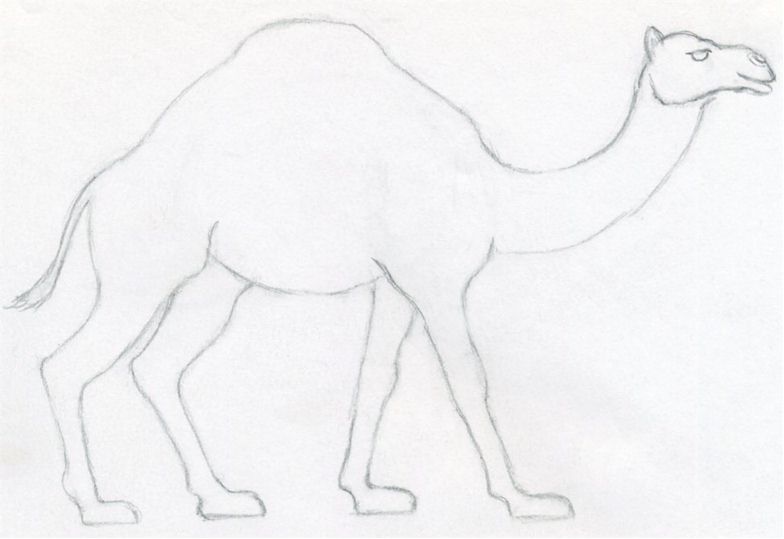 уроки-рисования-как-рисовать-верблюда