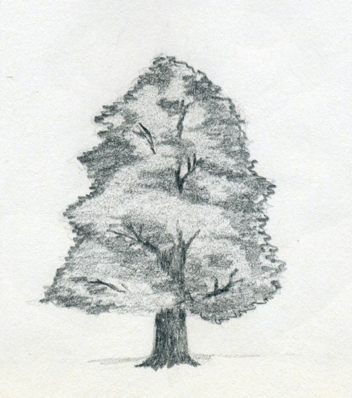 курсы рисования рассказвают как рисовать дерево