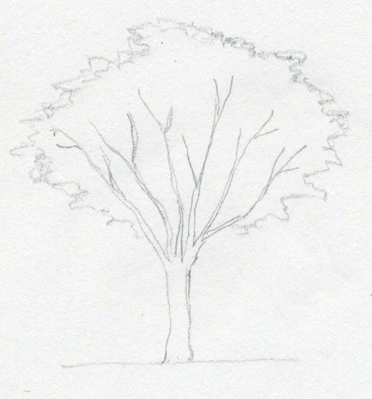 курсы рисования рассказвают как рисовать дерево