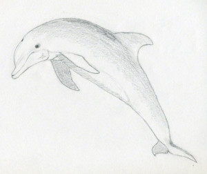 уроки-рисования-как-рисовать-дельфина-10