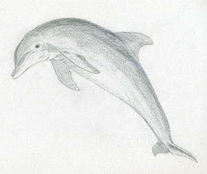 уроки-рисования-как-рисовать-дельфина6