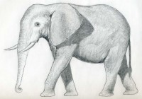 уроки-рисования-как-рисовать-слона