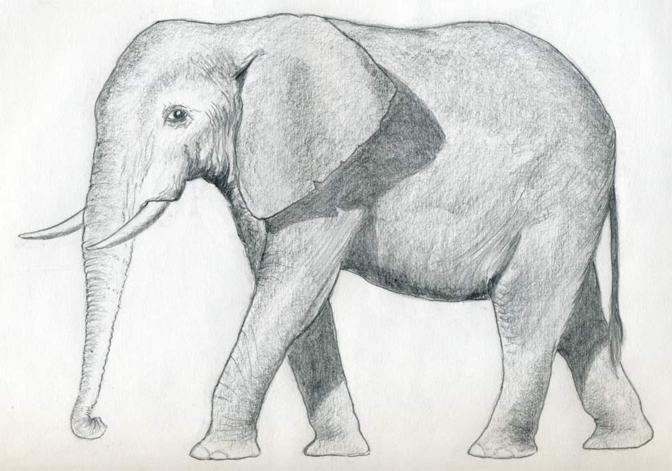 уроки-рисования-как-рисовать-слона
