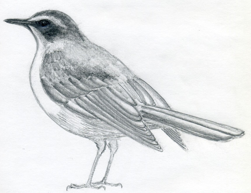 уроки-рисования-птицы