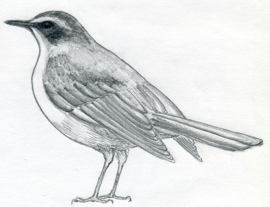 уроки-рисования-птицы