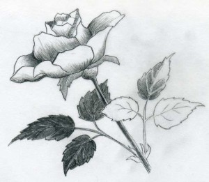 уроки-рисования-как-рисовать-розу-карандашом