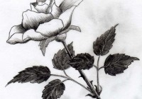 уроки-рисования-как-рисовать-розу-карандашом