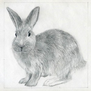 уроки-рисования-как-рисовать-кролика8