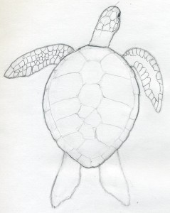 уроки рисования-как рисовать черепаху