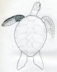 уроки рисования-как рисовать черепаху