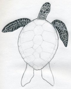уроки-рисования-черепаха17