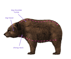 урок-рисования-как-рисовать-медведя6
