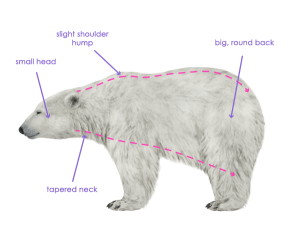 урок-рисования-как-рисовать-медведя7