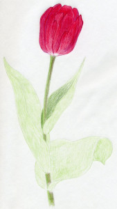 уроки-рисования-тюльпан