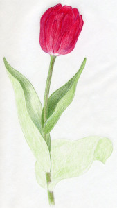 уроки-рисования-тюльпан-стадия1