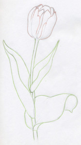 уроки-рисования-тюльпан-контур