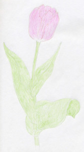 уроки-рисования-тюльпан-в-цвете