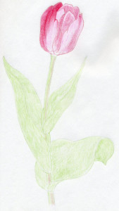 уроки-рисования-тюльпан-карандашом