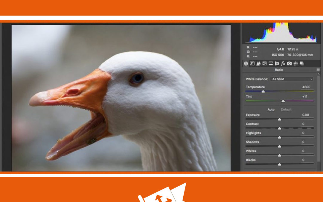 primer-ispolzovanja-camera-raw-na-kursah-fotoshopa