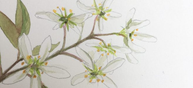 деталь рисунка цветка акварелью