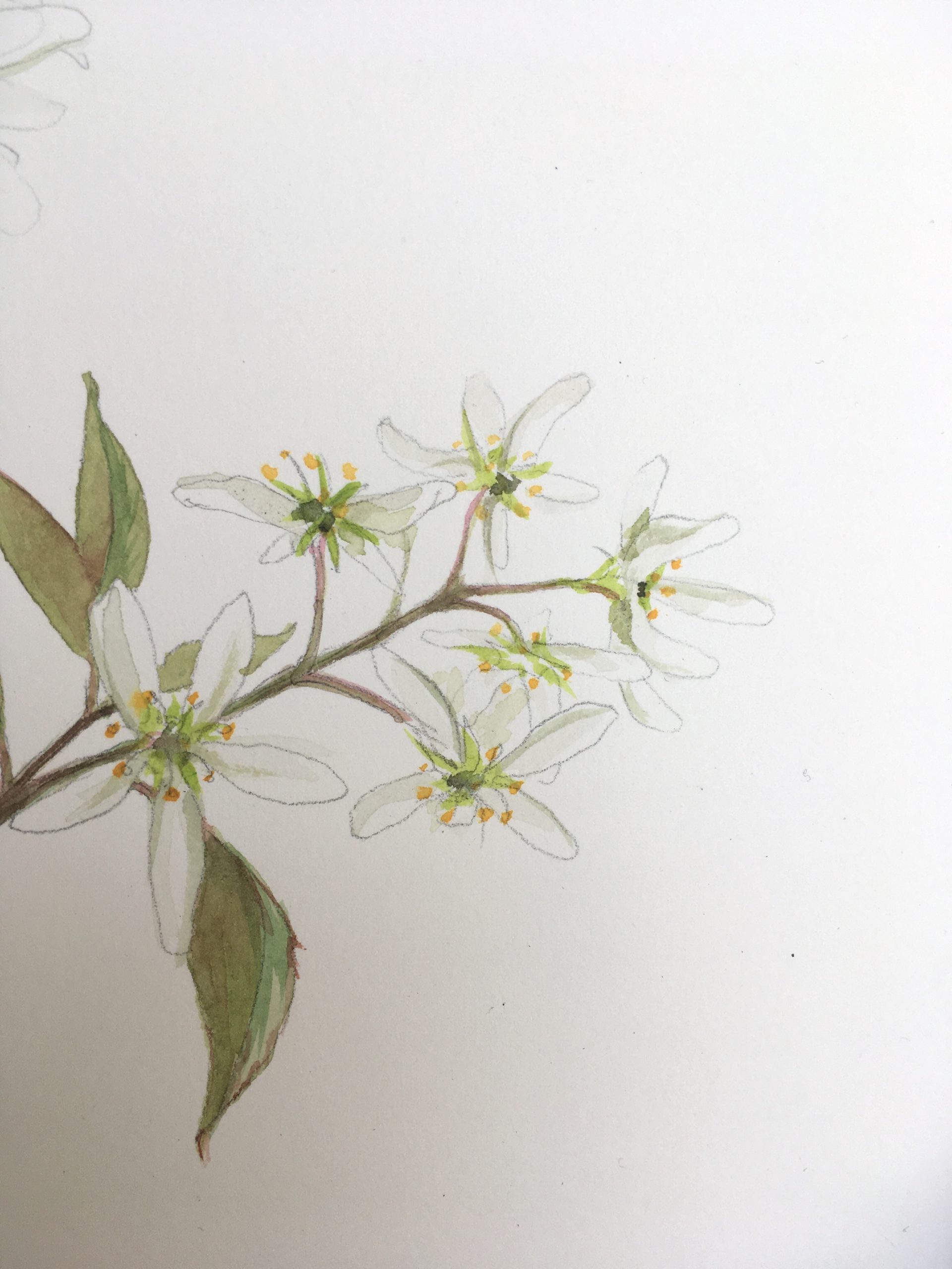 деталь рисунка цветка акварелью