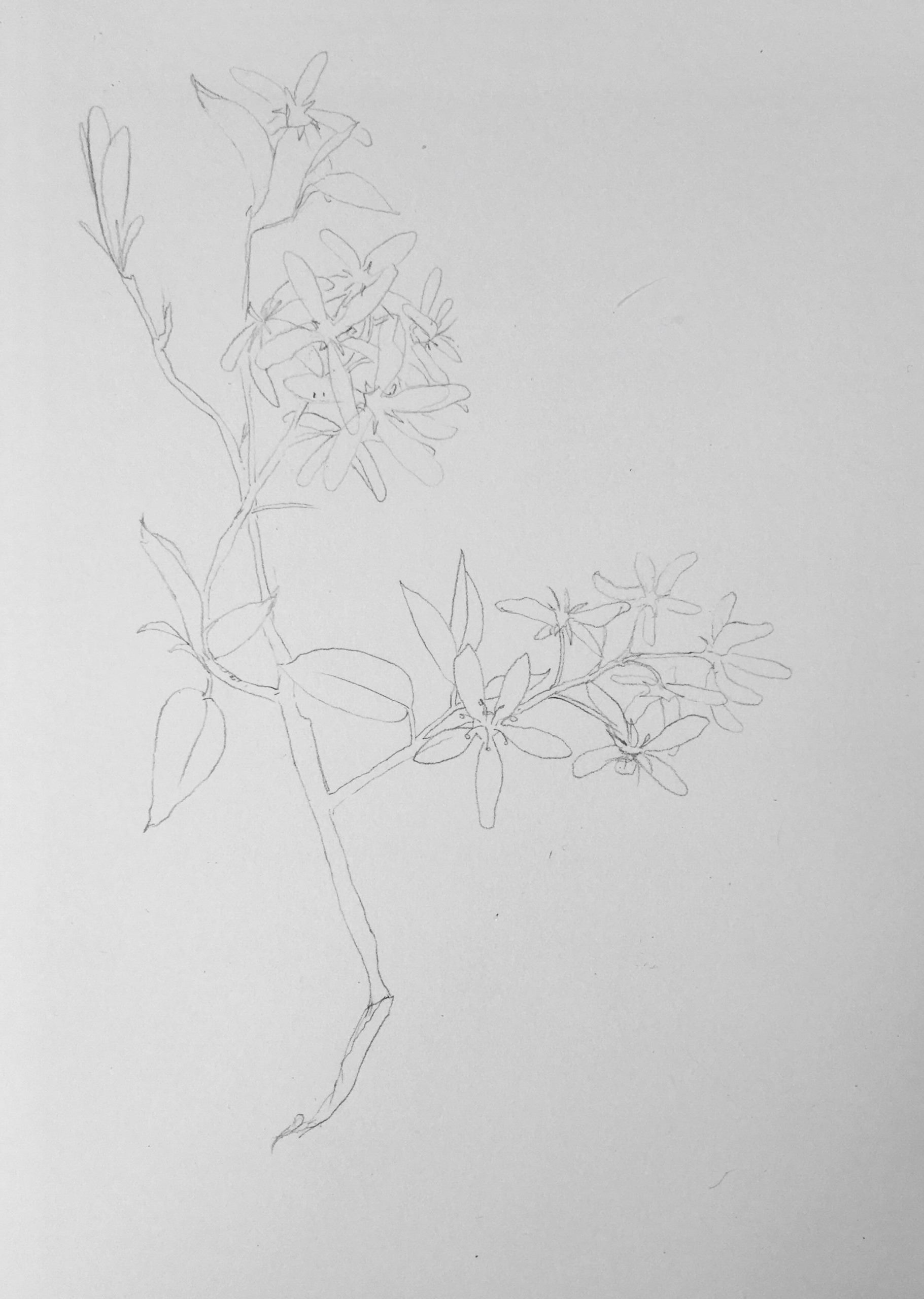 предварительный рисунок карандашом на мастер классе по ботанике