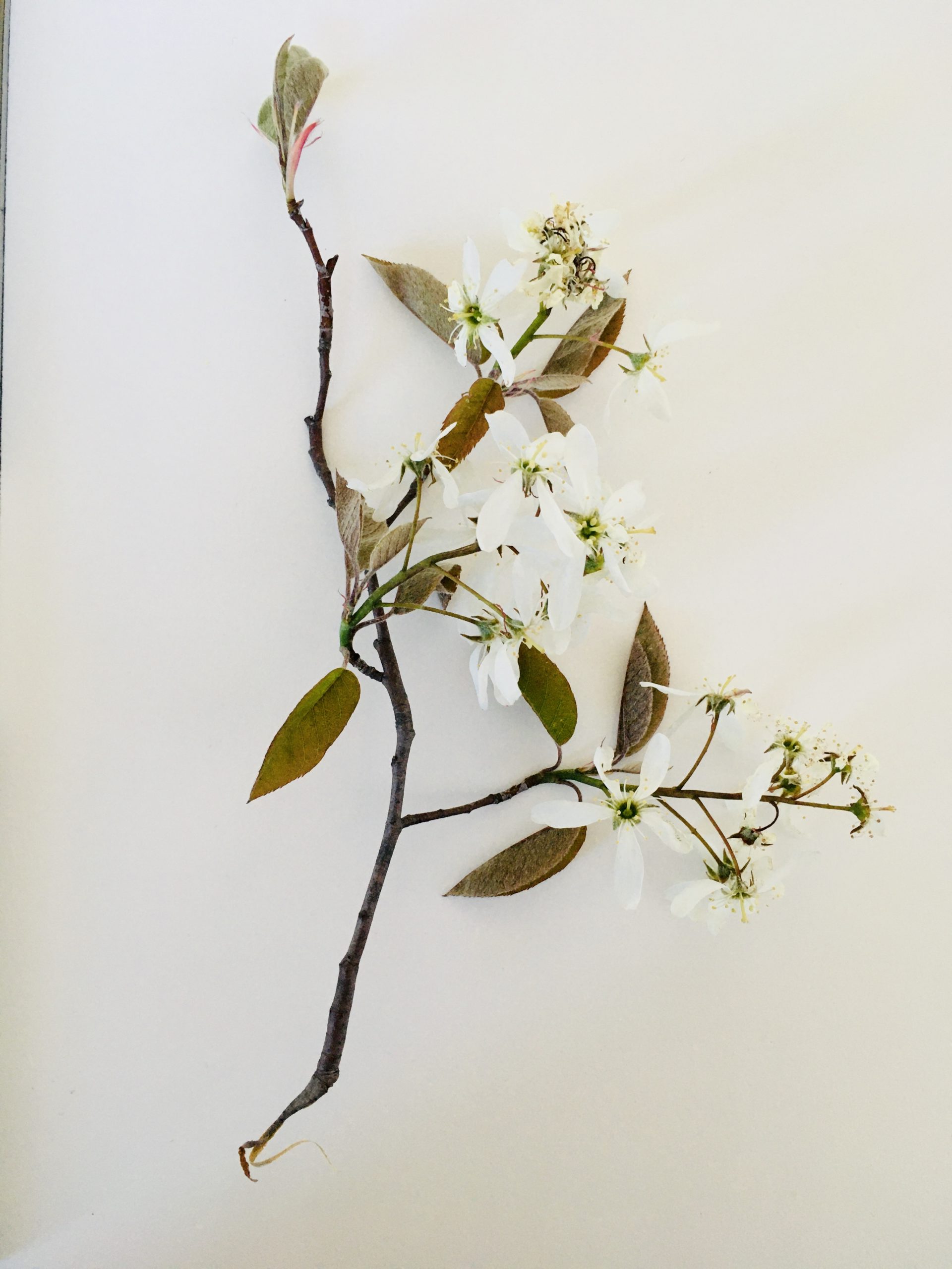 пример цветов для мастер класса по живописи растений