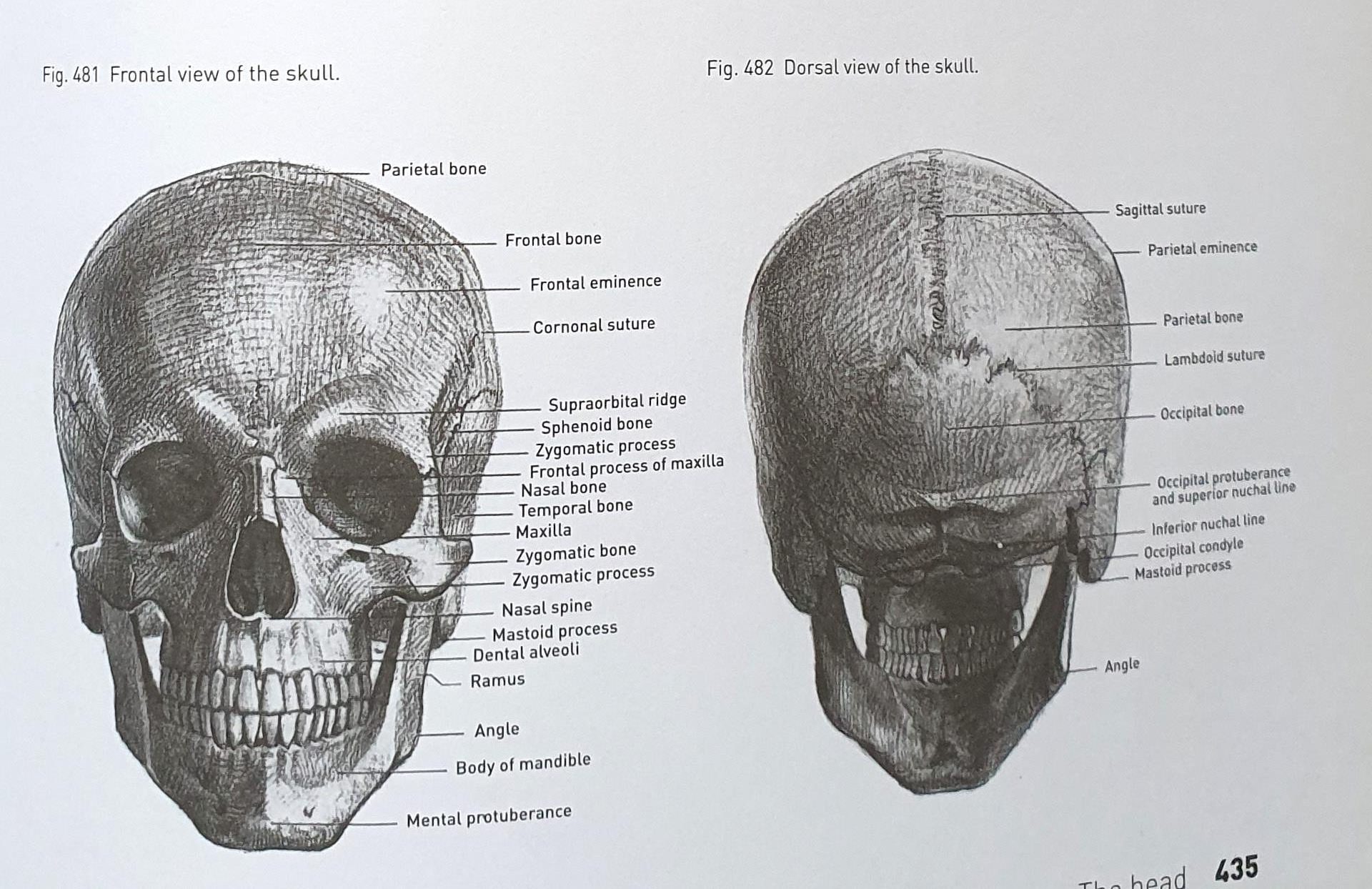 как нарисовать череп