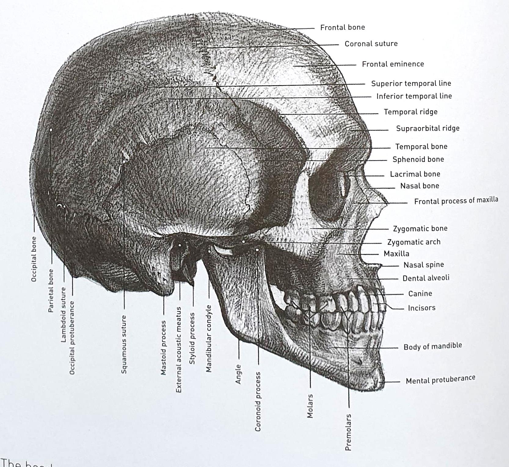 как нарисовать череп