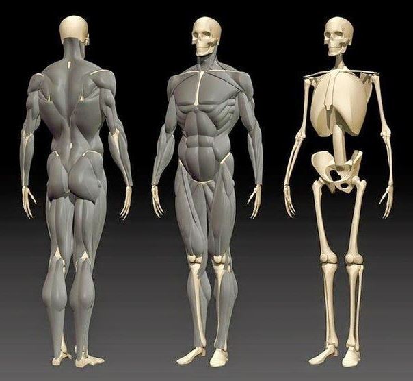 курсы рисования анатомии-для-художников